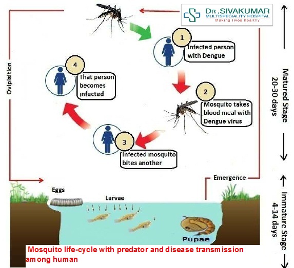 Mosquito life-cycle with predator and disease transmission among human